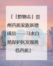 「黔物志」贵州芭蕉家族新增成员——习水自然保护区发现黄苞芭蕉