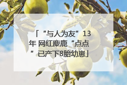 “与人为友”13年 网红麋鹿“点点”已产下8胎幼崽