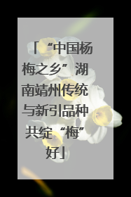 “中国杨梅之乡”湖南靖州传统与新引品种共绽“梅”好