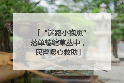 “迷路小狍崽”落单蜷缩草丛中，民警暖心救助