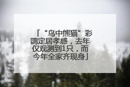 “鸟中熊猫”彩鹮定居孝感，去年仅观测到1只，而今年全家齐现身