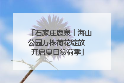 石家庄鹿泉丨海山公园万株荷花绽放 开启夏日赏荷季