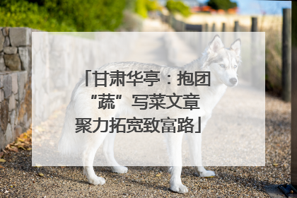 甘肃华亭：抱团“蔬”写菜文章 聚力拓宽致富路