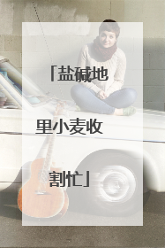 盐碱地里小麦收割忙