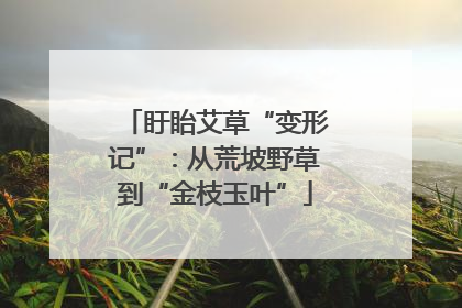 盱眙艾草“变形记”：从荒坡野草到“金枝玉叶”