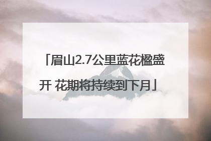 眉山2.7公里蓝花楹盛开 花期将持续到下月