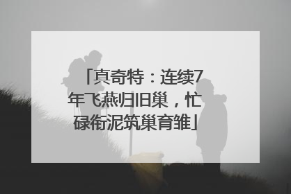 真奇特：连续7年飞燕归旧巢，忙碌衔泥筑巢育雏