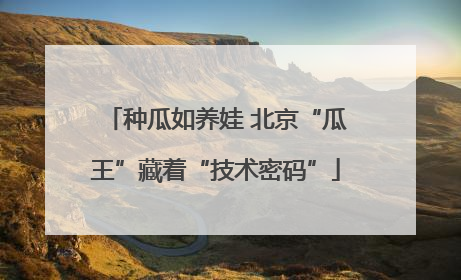 种瓜如养娃 北京“瓜王”藏着“技术密码”