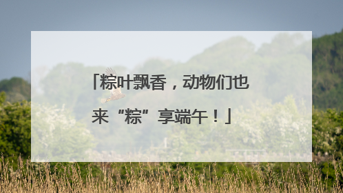粽叶飘香，动物们也来“粽”享端午！