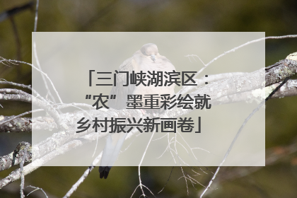 三门峡湖滨区：“农”墨重彩绘就乡村振兴新画卷