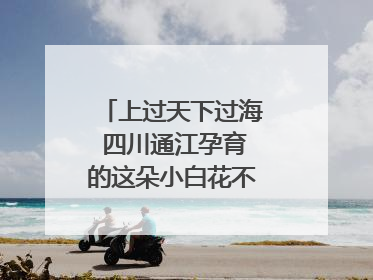 上过天下过海 四川通江孕育的这朵小白花不简单｜川陕渝网络名人巴中行