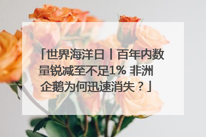 世界海洋日丨百年内数量锐减至不足1% 非洲企鹅为何迅速消失？