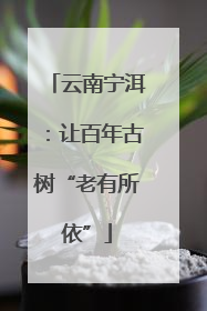云南宁洱：让百年古树“老有所依”