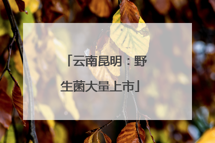 云南昆明：野生菌大量上市