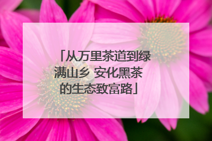 从万里茶道到绿满山乡 安化黑茶的生态致富路