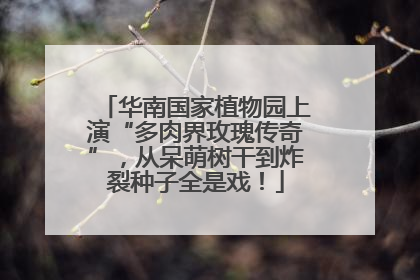 华南国家植物园上演“多肉界玫瑰传奇”，从呆萌树干到炸裂种子全是戏！