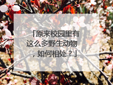 原来校园里有这么多野生动物，如何相处？