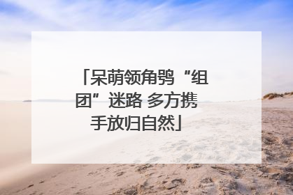 呆萌领角鸮“组团”迷路 多方携手放归自然