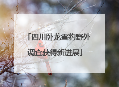 四川卧龙雪豹野外调查获得新进展