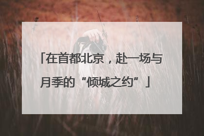 在首都北京，赴一场与月季的“倾城之约”