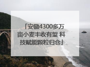 安徽4300多万亩小麦丰收有望 科技赋能颗粒归仓
