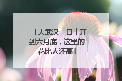 大武汉一日︱开到六月底，这里的花比人还高