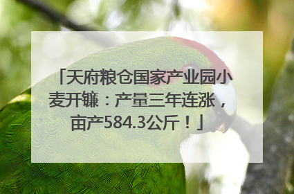 天府粮仓国家产业园小麦开镰：产量三年连涨，亩产584.3公斤！