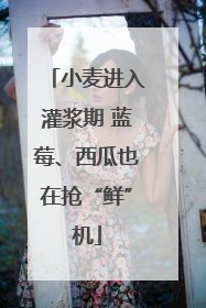 小麦进入灌浆期 蓝莓、西瓜也在抢“鲜”机