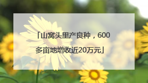 山窝头里产良种，600多亩地增收近20万元