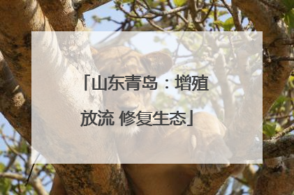 山东青岛：增殖放流 修复生态