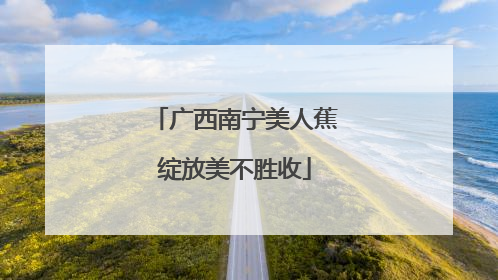 广西南宁美人蕉绽放美不胜收