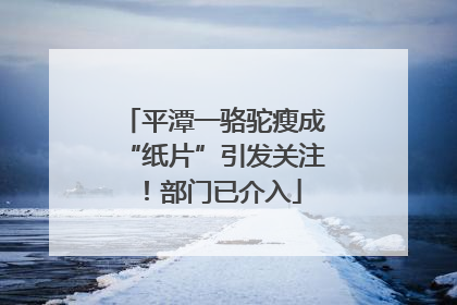 平潭一骆驼瘦成“纸片”引发关注！部门已介入