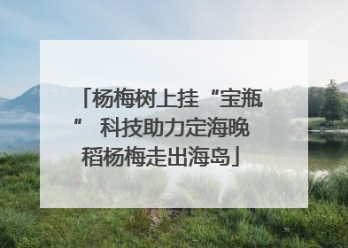 杨梅树上挂“宝瓶” 科技助力定海晚稻杨梅走出海岛