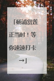 杨浦赏莲正当时！等你速速打卡→