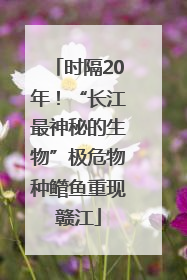 时隔20年！“长江最神秘的生物”极危物种鳤鱼重现赣江