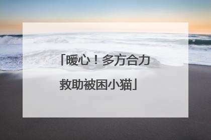 暖心！多方合力救助被困小猫