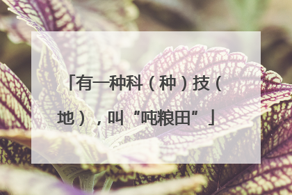 有一种科（种）技（地），叫“吨粮田”
