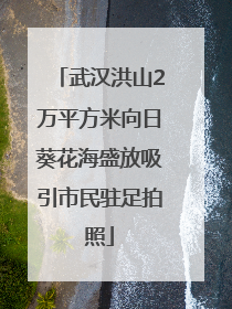 武汉洪山2万平方米向日葵花海盛放吸引市民驻足拍照