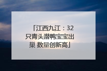 江西九江：32只青头潜鸭宝宝出巢 数量创新高