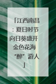 江西南昌：夏日时节向日葵盛开 金色花海“醉”游人