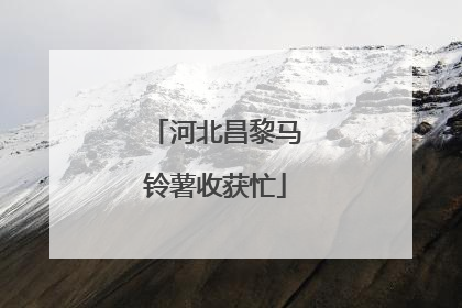 河北昌黎马铃薯收获忙