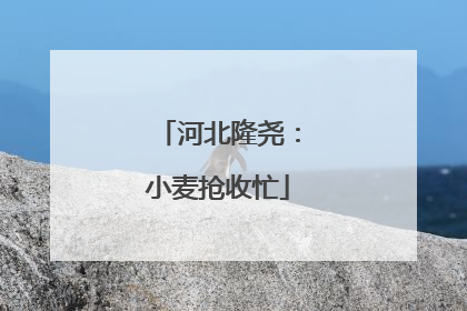 河北隆尧：小麦抢收忙