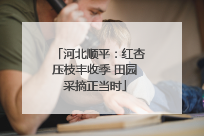 河北顺平：红杏压枝丰收季 田园采摘正当时