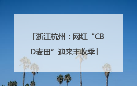 浙江杭州：网红“CBD麦田”迎来丰收季