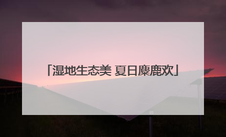 湿地生态美 夏日麋鹿欢