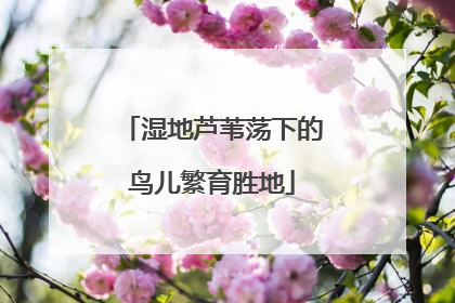 湿地芦苇荡下的鸟儿繁育胜地