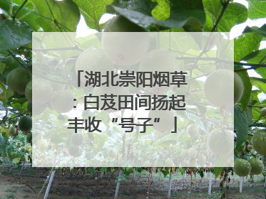 湖北崇阳烟草：白芨田间扬起丰收“号子”