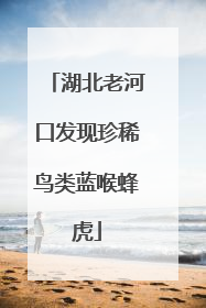 湖北老河口发现珍稀鸟类蓝喉蜂虎