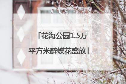 花海公园1.5万平方米醉蝶花盛放