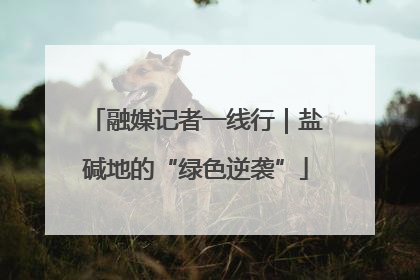 融媒记者一线行｜盐碱地的“绿色逆袭”